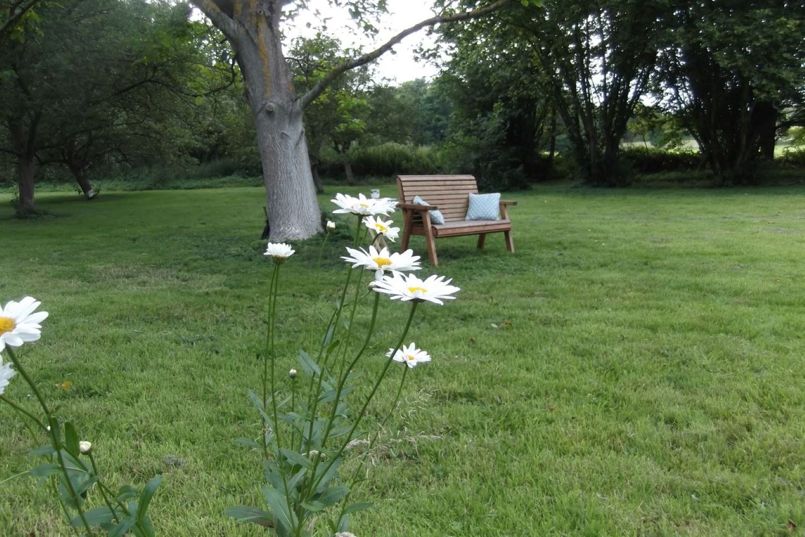 Bench near a tree