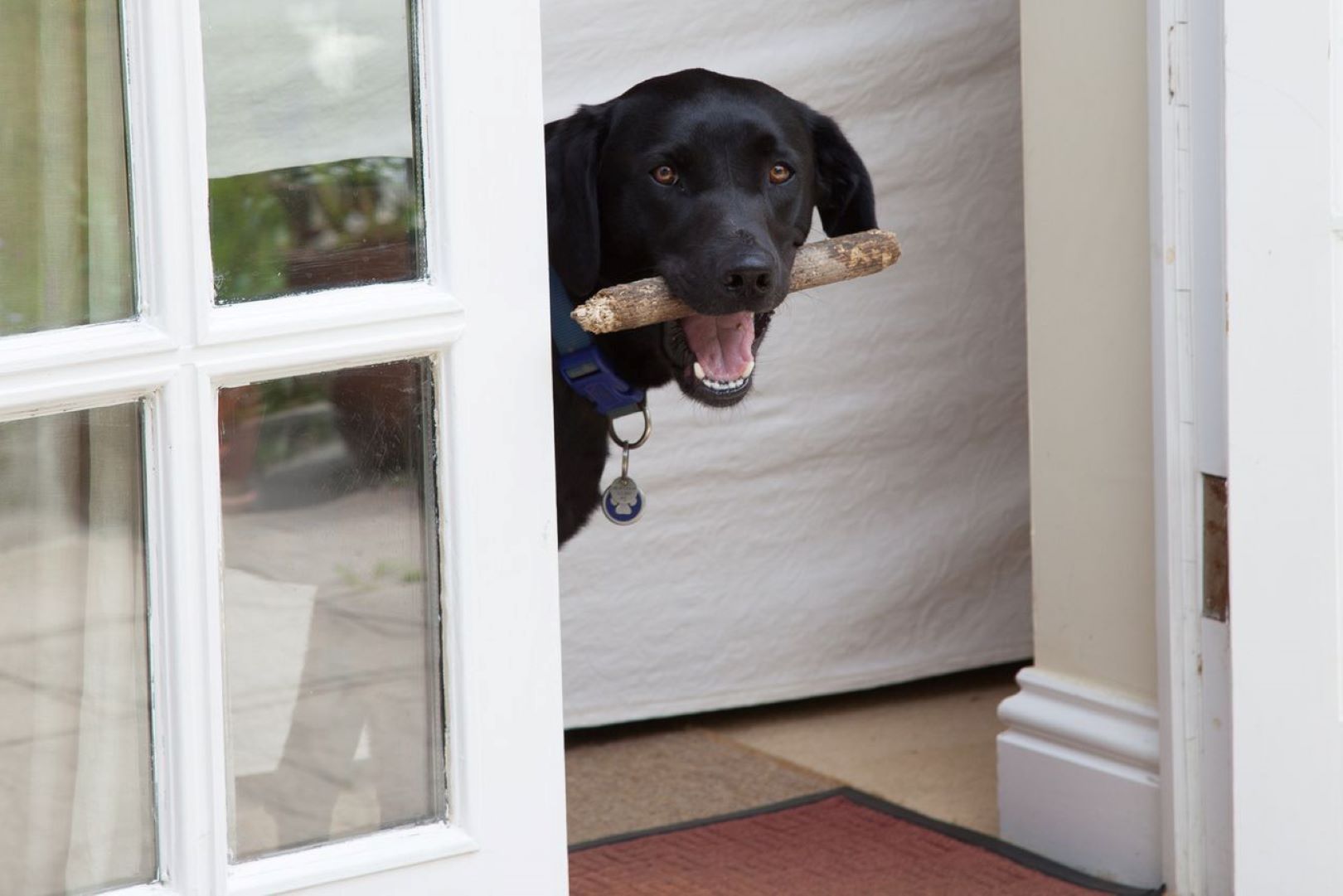 Dog With Stick